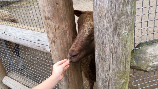 Платон Джуниор встретил красную панду в зоопарке и нашёл огромные яйца неизвестного животного
