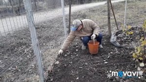 #картофеля #посаженная под #зиму 1 12 2020