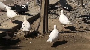 Бакинские голуби Джавида Садыхова в Баку!