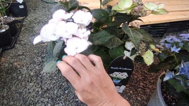 Обзор крупнолистных гортензий? Royalty Collection ?03.07.2023