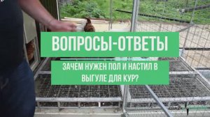 ОТВЕЧАЕМ на вопросы! ЗАЧЕМ НУЖЕН ПОЛ в ВЫГУЛЕ для КУР_
