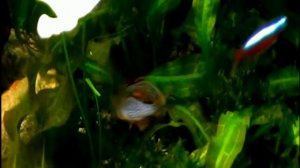 #Aquarium. Танец Данио маргаритатус. Danio margaritatus dans.