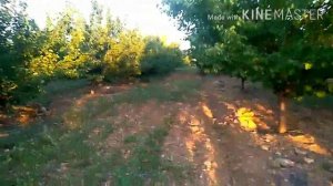 Крымские медовые персики
