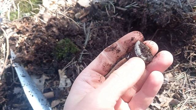 СЕЗОН 2021 СЕРЕБРО КОП Garrett ace 250 смотреть онлайн