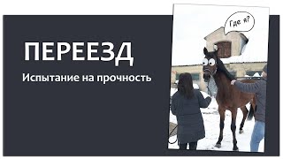 Страх да и смешка: Лошадь приехала на новую конюшню