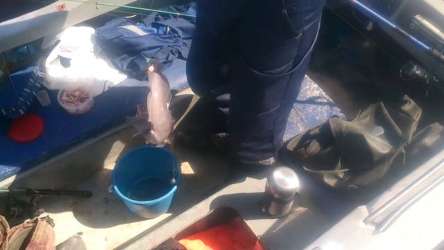 Ловим зубатку на удочку на Белом море смотреть онлайн