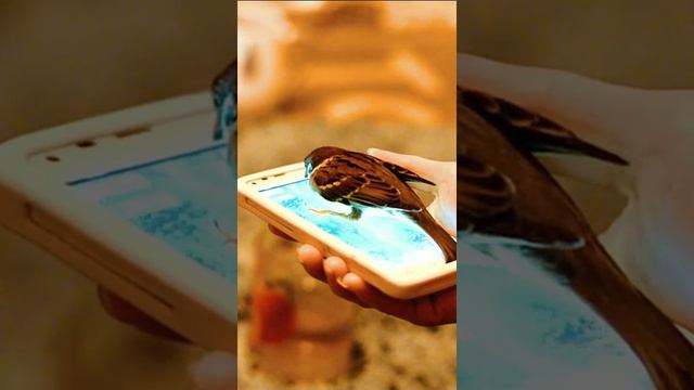 Ручной воробей / Воробей играет с телефоном