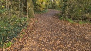 The Road Not Taken by Robert Frost ( Poetry Study )