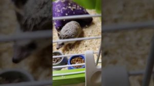 Сверчки ожили после заморозки. кормление африканского ежа