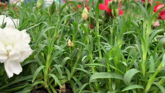 РАССАДА ЦВЕТОВ 2021 ? Магазин OBI. ЦЕНЫ удивляют