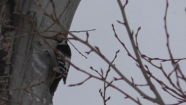 Наблюдение Пёстрый дятел смотреть онлайн