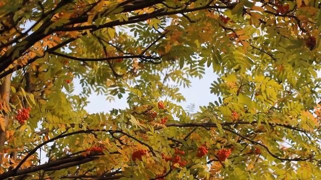 Рябина осенью. Плоды рябины | Футажи красивая природа [FullHD]