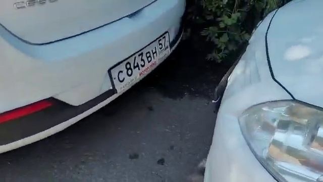 Течет ручей, бежит ручей, неужто сей ручей ничей? смотреть онлайн