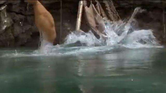 Popeye смотреть онлайн