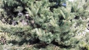 12. Что делать с сосной на дачном участке?