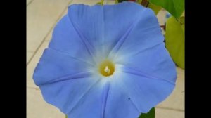 Ипомея Цветы.Ипомея - цветущая лиана. Вьюнок.  Цветы для балкона и террасы. Morning Glory. Ipomea.