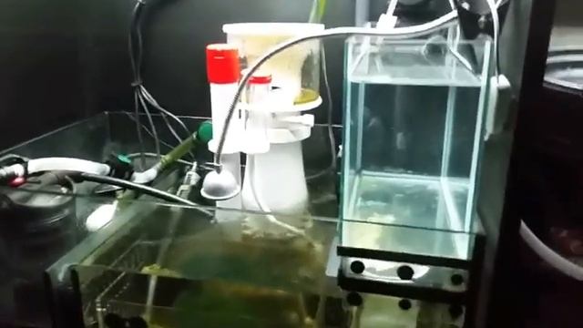 Red Sea Reefer 350 : Affordable LED Sump lighting! смотреть онлайн