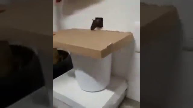 Life hack for Housewives against rats how to get rid of them quickly? смотреть онлайн