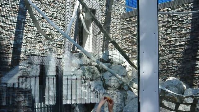 Прикол. Умный орангутан. Новосибирский зоопарк. смотреть онлайн