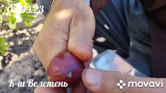 К-ш Велетень
