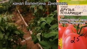 №318 Обзор томатов  северёнок"и друзья-товарищи" по состоянию на 09 августа 2023 года. Тверская обл