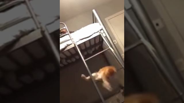 Видео про Ай Попуга, простого говорящего.