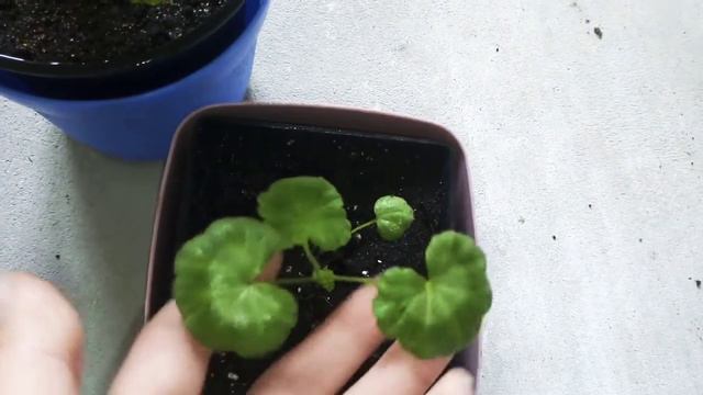 #комнатныерастения  Переезд продолжается. 🌿🌿🌿Обзор комнатных растений.