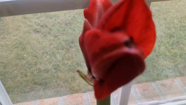 Amaryllis Update #2 January 12, 2023 смотреть онлайн