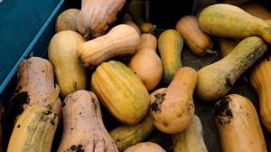 КАКАЯ ТЫКВА САМАЯ ВКУСНАЯ И ПОЛЕЗНАЯ?