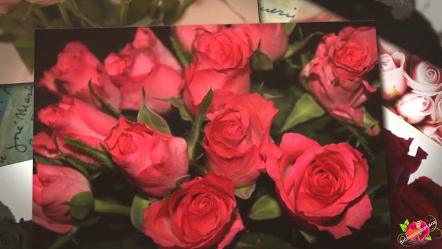 С Днём рождения, Оляна! смотреть онлайн