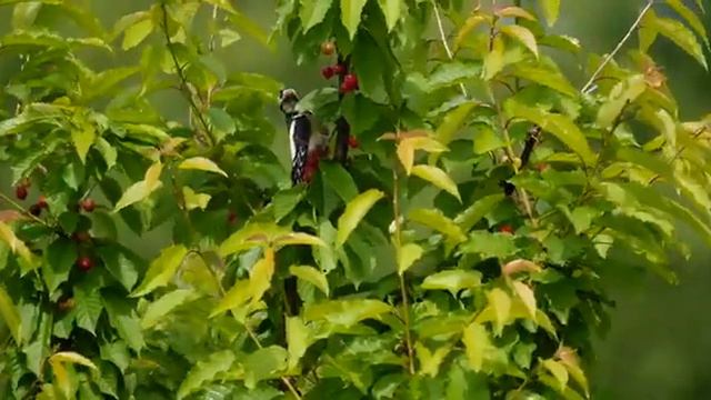 Дятел ест черешню на даче. Падла! смотреть онлайн