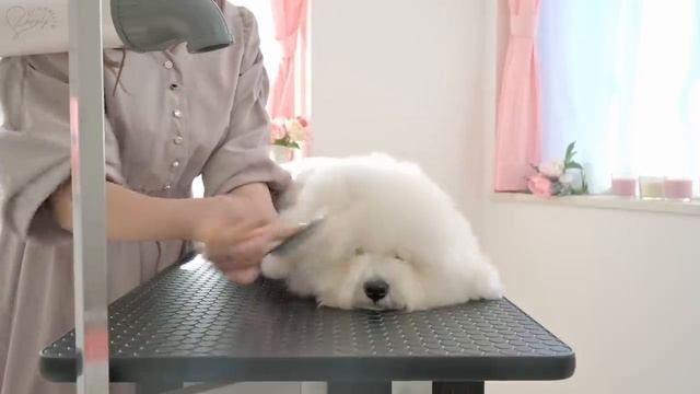 Груминг Бишон Фризе смотреть онлайн