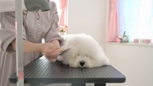 Груминг Бишон Фризе