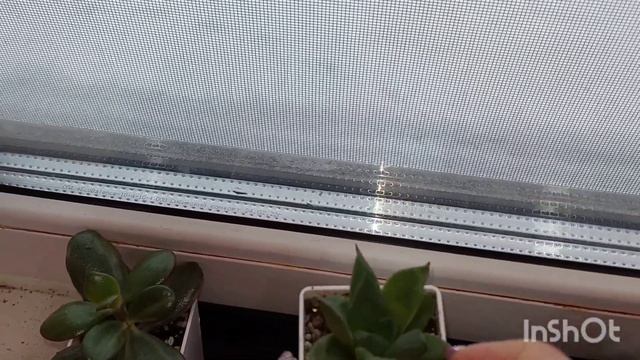 #мояколлекция #обзор Коллекции суккулентов|Продолжается!!!#succulents