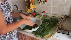 Сушка петрушки и морковной ботвы в ручную. Как сушить зелень?