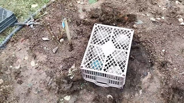 розы обрезаем, черенки сажаем смотреть онлайн