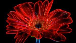 Цветы на страничке надежды разбушевались.