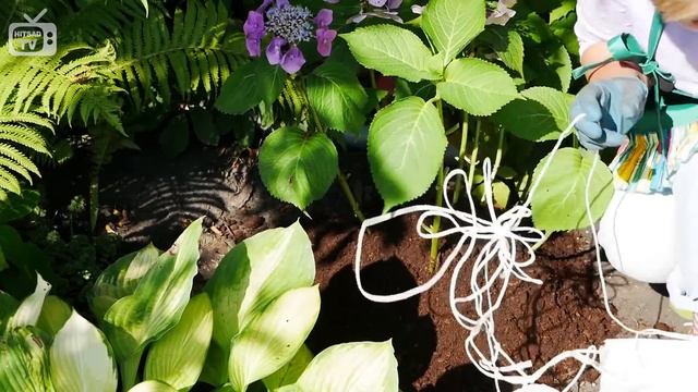 Гортензия Зимой ? Сухое укрытие гортензии на зиму ? Мастер-класс Хитсад смотреть онлайн