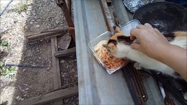 ПЕРЕСАЖИВАЮ ГЕРАНЬ ПЕЛАРГОНИЯ** ПЕКИРУЮ ЦИНЕРАРИЮ** ВЫСАЖИВАЕМ В ГРУНТ ПОМИДОРЫ. смотреть онлайн