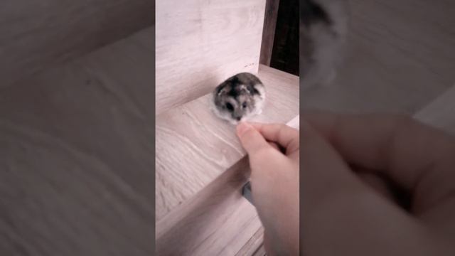 хомяк/кричит #homster #крикхомяка смотреть онлайн