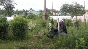 ОТКРЫВАЕМ КЛУБНИКУ ОПЯТЬ МУРАВЬИ