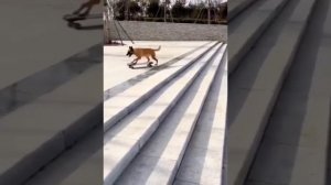 собака на скейте