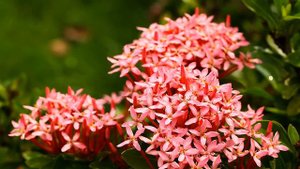 kevin kern - a flurry of golden leaves