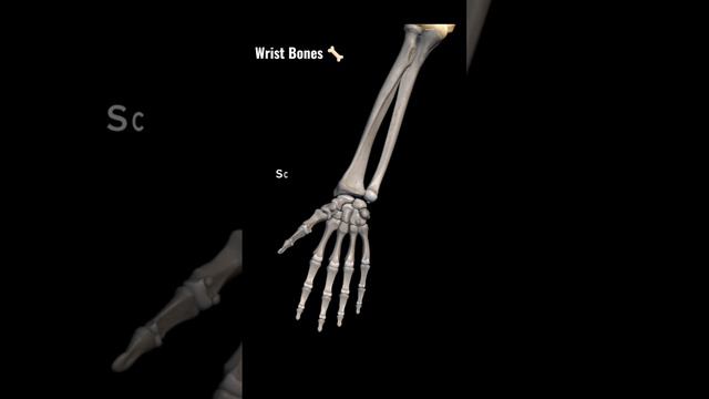 Right Wrist Bones #anatomy #medical #bones #thetherapist #health #asmr #satifying #osteology