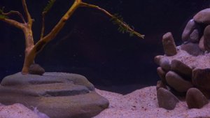 Как запустить аквариум? Показываю наглядно и по-простому!