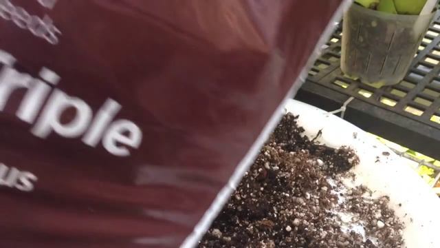 GARDENING GUIDE: Guava Trees from Seeds /Growing Guava's indoors and greenhouse смотреть онлайн