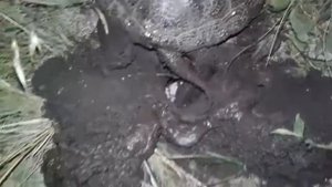 Черепаха откладывает яйца