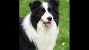 Бордер-Колли. Лучшие породы собак.