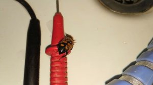 зимовка Тропилелапсоз вне улья вроде похож))) , вот так мамка