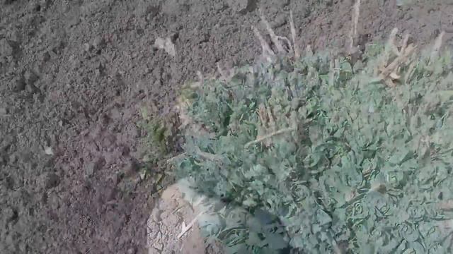 Жахнуло, плюхнуло лето!!! смотреть онлайн